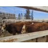 Image 2 : Gemstone Cattle Company - 5 RBF Heifers (Pen 329) 934# avg