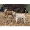 Image 5 : R7 Farms - 720# September Delivery Heifer Calves - 35 Head (Crossfield, AB)