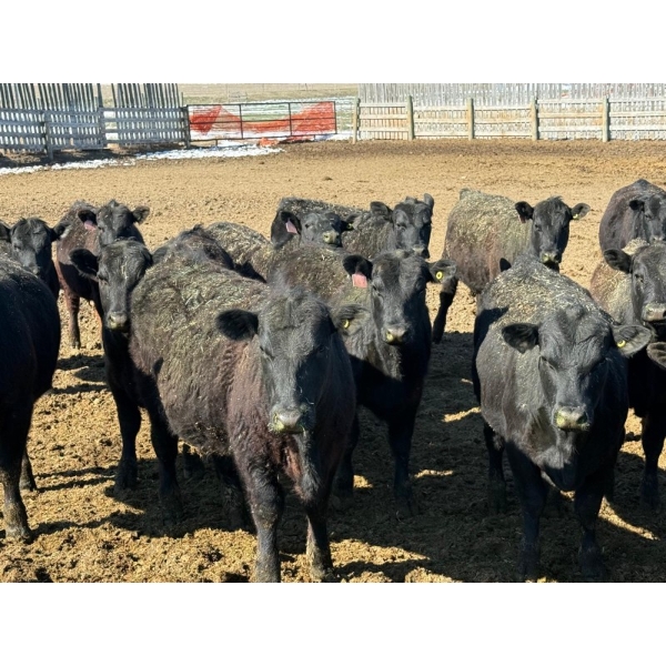 Van Hal Livestock Inc. - 33 Black Angus Replacement Heifers (Seven Persons, AB)