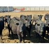 Image 1 : Van Hal Livestock Inc. - 33 Black Angus Replacement Heifers (Seven Persons, AB)