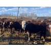 Image 4 : Garth & Theresa Kauppi - 1000# March Delivery Steers - 62 Head (Eckville, AB)
