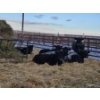 Image 3 : Joel Meier - 4 Black Heifers (Pen 621)