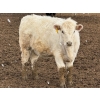Image 8 : JG Larson Livestock (V-V) - 800# April Delivery Heifers - 74 Head (Jenner, AB) VBP+