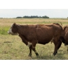Image 2 : Malarky Farms - 20 Red/Red X Cow/Calf Pairs (Newdale, MB)