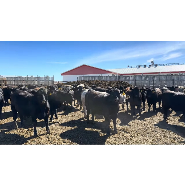 Lakeside Farming - 1020# June Delivery Steers - 150 Head (Readymade, AB)
