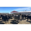 Image 1 : Lakeside Farming - 1020# June Delivery Steers - 150 Head (Readymade, AB)