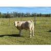 Image 2 : Reilly Lake Ranching - 930# February Delivery Weaned Steers - 65 Head (Lloydminster, AB)