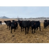 Image 4 : Belle Creek Stock Farms - 765# March Delivery Heifers - 160 Head (Belleview, MB)