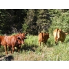 Image 3 : Bohnet Ranch - 675# November Delivery Steer Calves - 60 Head (Savona, BC)