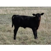 Image 4 : CK Cattle Co. (Scott & Laura Culligan) - 440# October Delivery Heifer Calves - 120 Head (Eyre, SK)