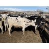 Image 3 : CS Livestock - 575# Holstein Steers - 27 Head (Rimbey, AB)