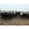 Image 6 : Shark Farms - 750# March Delivery Steers - 170 Head (Nanton, AB)