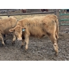 Image 3 : Midpoint Farms - 685# March Delivery Steers - 42 Head (Drayton Valley, AB)