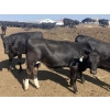 Image 4 : DL Feedlot - 680# June/July Delivery Steers - 200 Head (Fort Macleod, AB)