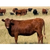 Image 5 : Riverbend Ranch - 825# September Delivery Grass Heifers - 400 Head (Scotfield, AB)