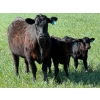 Image 2 : Sherwyn Torkelson - 10 Black/BBF 1st Calf Pairs (Patricia, AB)