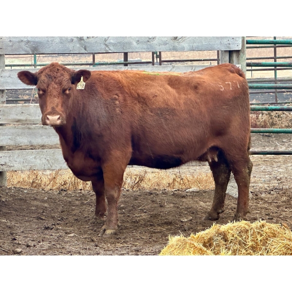 Rosgen Ranches - 1 Younger Cow (Pen 512)