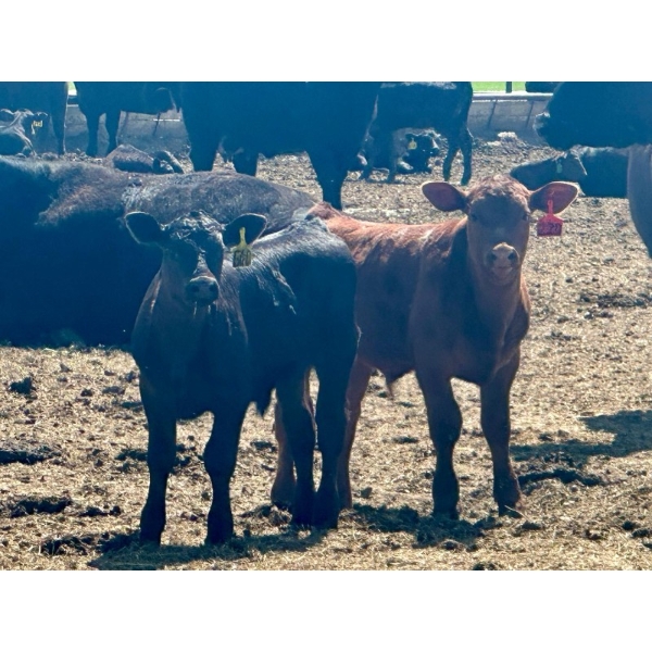 Schunicht Farms - 800# Dec/Jan Delivery Weaned Steers - 70 Head (Strathmore, AB)