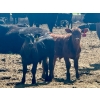 Image 1 : Schunicht Farms - 800# Dec/Jan Delivery Weaned Steers - 70 Head (Strathmore, AB)