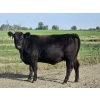 Image 10 : C.O. Johnson & Sons Ranches  - 876# September Delivery Grass Heifers - 123 Head (Scandia, AB) VBP+