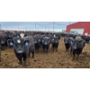 Image 3 : Cattlewood Farms Ltd. - 820# March Delivery Heifers - 105 Head (Stirling, AB)