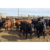 Image 11 : M.S. MacLean Livestock - 17 Black Angus Replacement Heifers (Coaldale, AB)