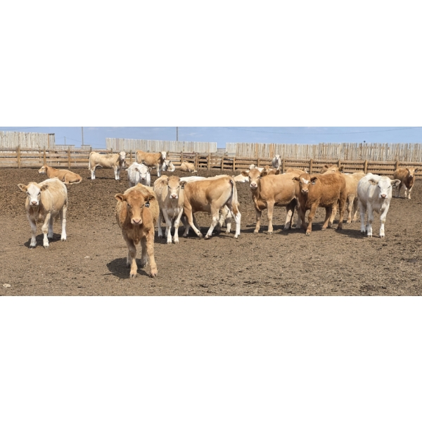 Cattlewood Farms Ltd. - 735# June Delivery Heifers - 57 Head (Fincastle, AB)