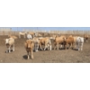 Image 1 : Cattlewood Farms Ltd. - 735# June Delivery Heifers - 57 Head (Fincastle, AB)