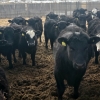 Image 4 : Fred Lansdall - 800# April Delivery Steers - 70 Head (Leross, SK)