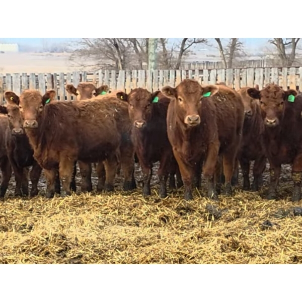 Franz Land & Cattle - 850# March Delivery Heifers - 48 Head (Medicine Hat, AB)