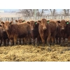 Image 1 : Franz Land & Cattle - 850# March Delivery Heifers - 48 Head (Medicine Hat, AB)