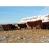Image 5 : Birkenhagen Farms - 860# January Delivery Heifers - 60 Head (Carrot Creek, AB) VBP+
