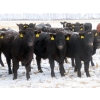 Image 1 : Little Rainbow Ranch - 22 Black & BBF Simm X Angus April/May Calving Bred Heifers (Moosomin, SK)