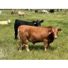 Image 4 : Kirk Goldsmith - 1030# August Delivery Grass Steers - 116 Head (Veteran, AB)