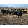 Image 7 : South Island Farms - 860# February Delivery Steers - 300 Head (Bow Island, AB)