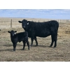 Image 3 : Rolling N Ranches (Nolan & Amanda Osadczuk) - 80 Heifer Pairs