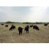 Image 2 : DJC Ranch - 900# September Delivery Grass Steers - 136 Head (Rabbit Lake, SK)