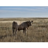 Image 9 : Ron Schmidt - 720# November Delivery Steer Calves - 85 Head (Rainier, AB)