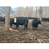 Image 3 : Pat Lawrence Contracting Ltd. - 870# January Delivery Weaned Steers - 65 Head (Keremeos, BC)