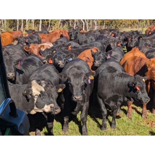 Chipping Hill Cattle Co. - 1000# October Delivery Heifers - 180 Head (MacGregor, MB)