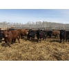 Image 2 : Rice Farms - 960# April Delivery Steers - 122 Head (Lacombe, AB)