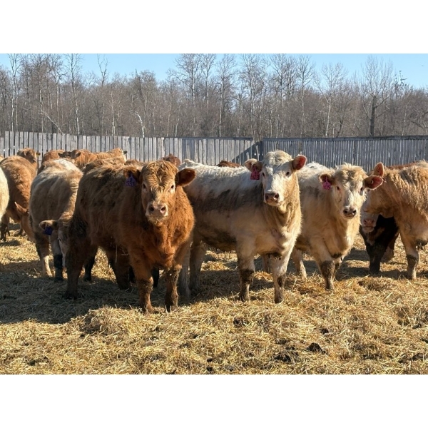 Brandt Boys Beef & Grain - 925# March/April Delivery Heifers - 65 Head (Tolstoi, MB)