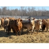 Image 1 : Brandt Boys Beef & Grain - 925# March/April Delivery Heifers - 65 Head (Tolstoi, MB)