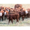 Image 7 : Twisted T Cattle Co. - 485# November Delivery Steer Calves - 110 Head (Carievale, SK)