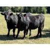 Image 2 : Rafter 17 Ranching - 1100# September Delivery Grass Heifers - 50 Head (Eckville, AB) VBP+