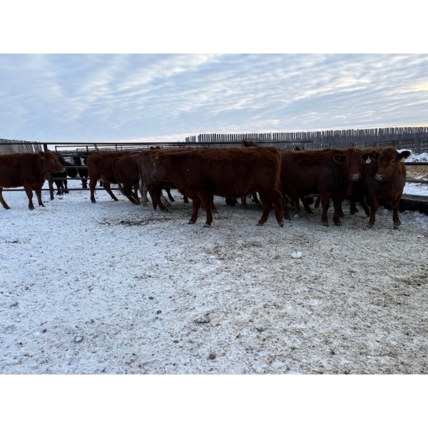 Lake Forest Farms Herd Dispersal - 15 Young Red Simm/Angus X Bred Cows (Arnes, MB)
