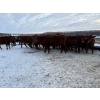 Image 1 : Lake Forest Farms Herd Dispersal - 15 Young Red Simm/Angus X Bred Cows (Arnes, MB)