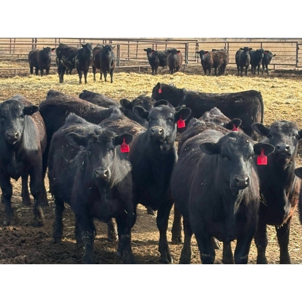 Blandford Farms Ltd. - 930# April/May Delivery Steers - 185 Head (Scandia, AB)