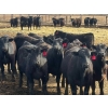 Image 1 : Blandford Farms Ltd. - 930# April/May Delivery Steers - 185 Head (Scandia, AB)