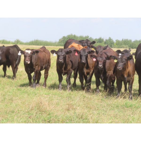 Pleasant Vista Farms - 675# October Delivery Steer Calves - 90 Head (Peebles, SK)